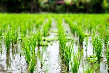 میزان مصرف سرانه محصولات کشاورزی گیلان در کشور بازنگری شود