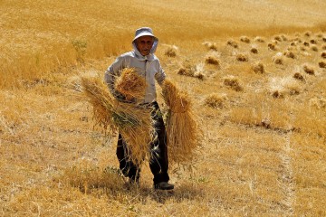 رکورد خرید گندم در خوزستان شکسته شد