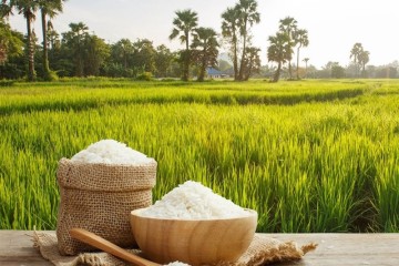 خرید برنج پر محصول کشاورزان گیلانی توسط شرکت بازرگانی دولتی ایران