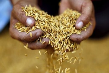 تایلند برنامه‌ای برای توقف صادرات برنج ندارد