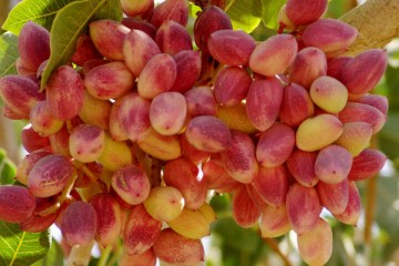 سالانه ۱۱ میلیون تن میوه‌های سردسیری در کشور تولید می‌شود