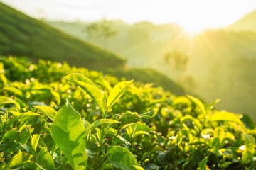 تولید چای ۵۰ درصد افزایش یافت