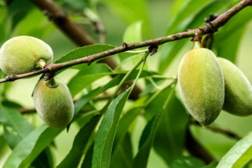 پیش‌بینی افزایش هشت درصدی تولید میوه‌های سردسیری و خشک