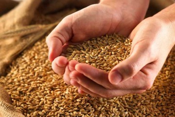 صرفه‌جویی 554 میلیون دلاری از کاهش واردات گندم در کشور