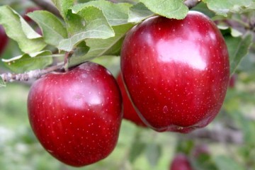 صادرات سیب آذربایجان شرقی به بیش از ۱۰ کشور جهان