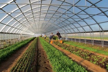 تولید بیش از ۱۲ میلیون نشاء انواع محصولات در گلخانه‌های جنوب کرمان