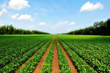 ۴۸۰ شهرستان کشور پایلوت یکپارچه‌سازی زمین‌های کشاورزی شد