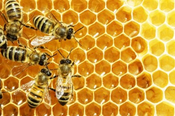 راه‌اندازی زنجیره ارزش محصولات زنبور عسل در مازندران