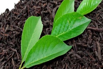 خرید برگ سبز چای از مرز ۱۴۱ هزار تن گذشت