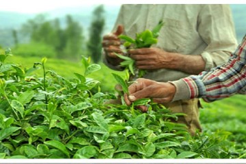 خرید برگ سبز چای به بیش از ۱۴۷ هزار تُن رسید