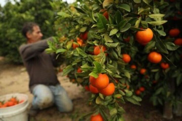 صادرات چهار هزار و ۲۰۰ تُن نارنگی از مازندران به خارج از کشور