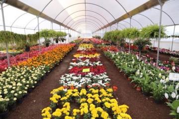 خوزستان رتبه نخست کشور در تولید گیاهان گلدار گلخانه‌ای را دارد