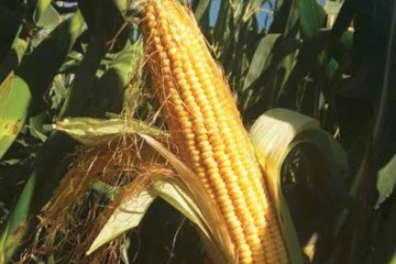استان اردبیل حدود 85 درصد بذر ذرت کشور را تأمین می‌کند