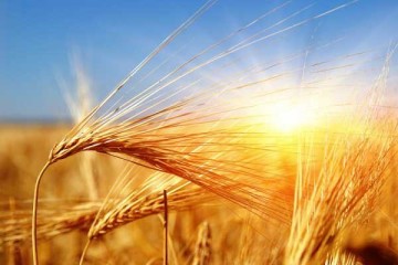 افزایش ۲۴ درصدی صادرات محصولات کشاورزی و غذایی در ۸ ماه امسال