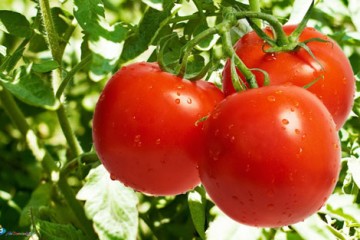 کاهش عوارض گوجه فرنگی از ۳۰ درصد به ۱۰ درصد