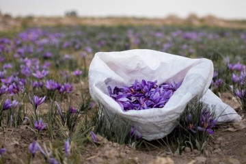 عوارض صادراتی زعفران حذف شد