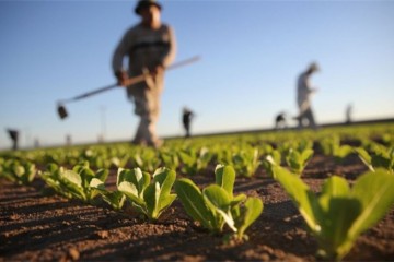 سالانه ۱۵ میلیارد دلار محصولات کشاورزی وارد کشور می شود