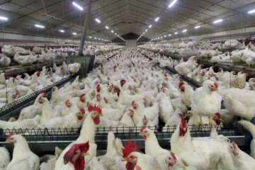 خوراک ۱۷ هزار مرغداری کشور تامین شد
