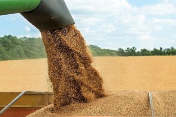 با خرید تضمینی ۱۲ میلیون تن گندم در سال آینده از واردات بی نیاز می‌شویم