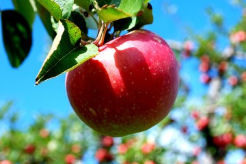 صادرات سیب درختی ۱۵ درصد افزایش یافت