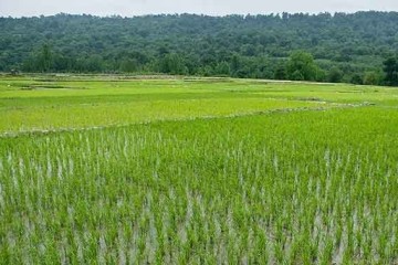 تولید برنج با روش مدیریت تلفیقی محصول ICM در گیلان