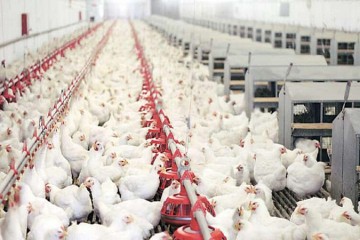 خودکفایی ایران در تولید مرغ اجداد