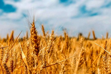 شرکت‌های مباشر خرید گندم توسط وزارت جهاد کشاورزی تعیین می‌شوند