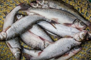 تولید ۱۱ هزار تن ماهی خوارکی در کردستان