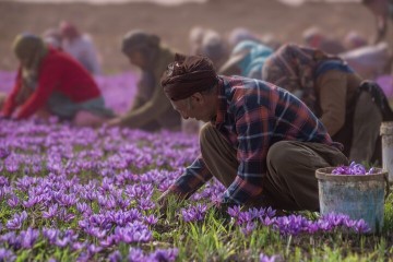 ایران و فائو در زمینه تولید زعفران پروژه جدید امضا کردند