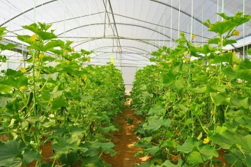 تولید محصولات کشاورزی گلخانه‌ای به ۴.۳ میلیون تن رسید