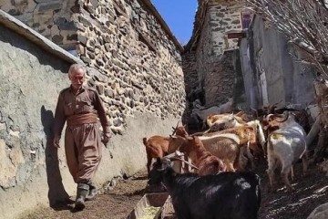 بز «مَرخز» کردستان؛ بزی کمیابی که تنها در شهر بانه پیدا می‌شود