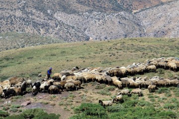 قرق مراتع نخستین راهکار برای مقابله با گرد و غبار داخلی است