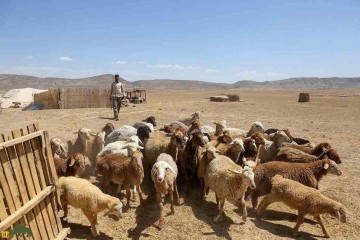 گوسفند «تک‌شاخ» ایرانی که بهترین نوع گوشت را دارد!