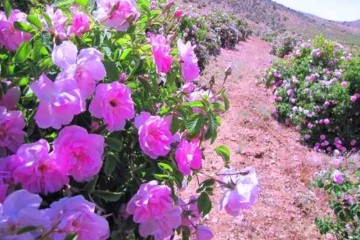 آغاز برداشت گل‌محمدی در آزادشهر