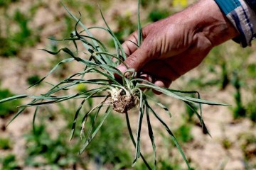 رشد ۱۶ درصدی سطح زیر کشت گیاهان دارویی طی سال ۱۴۰۲