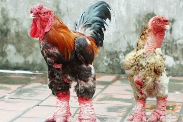 مرغ اژد‌ها؛ مرغی ویتنامی که گوشت پاهایش ۱۲۰ میلیون تومان قیمت دارد!