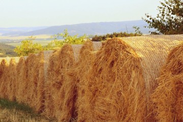 خوداتکایی در تولید علوفه دامی، دستاورد دولت سیزدهم