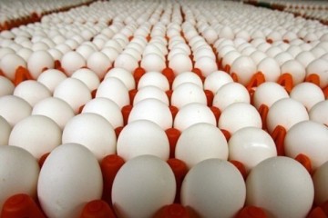 تولید ماهانه ۱۰۵ تا ۱۰۷ هزار تن تخم‌مرغ در کشور