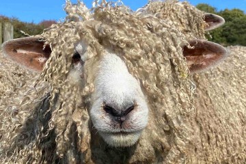 گوسفند لینکلن؛ گوسفند غول‌پیکر ۱۶۰ کیلویی که سالی ۱۰ کیلو پشم می‌دهد!