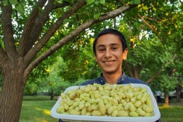 آغاز برداشت توت درختی از توتستان های آذربایجان غربی