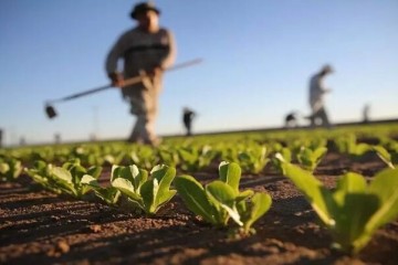 متخلفین الگوی کشت از خدمات کشاورزی محروم می‌شوند