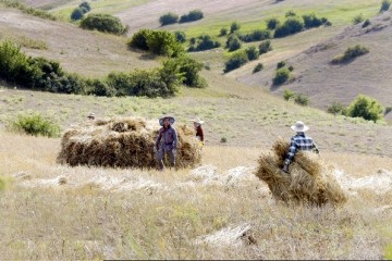 ایستگاه تحقیقاتی کشت دیم در گرمی تاسیس می‌شود