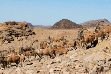 آغاز طرح شناسایی بز سرخ جبال بارز برای نخستین بار در ایران