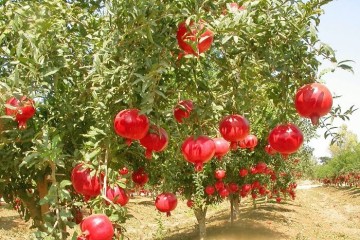 شناسایی بیش از ۷۰۰ ژنو تیپ انار در ایران