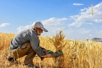 امسال ۵.۹ میلیون هکتار گندم کشت می‌شود