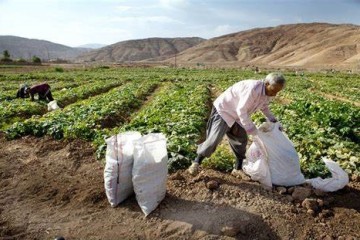 اطلاعات ۳۵ هزار بهره بردار بخش کشاورزی استان سمنان ثبت شد