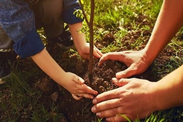 تداوم نهال‌کاری حتی پس از پایان کاشت یک میلیارد درخت