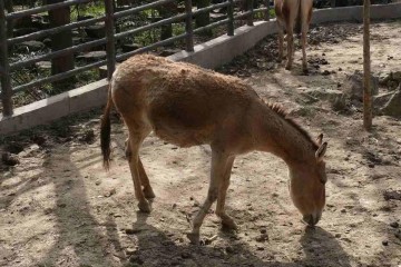 خولان؛ گورخر مغولی معروف به «مهندس بیابان» که چاه آب حفر می‌کند و ۷۰ کیلومتر در ساعت می‌دود