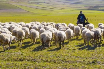 واردات دام پایه پروار در حال انجام است