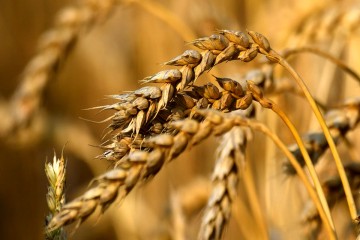 پیش‌بینی خرید تضمینی ۱۰.۵ میلیون تن گندم طی سال جاری